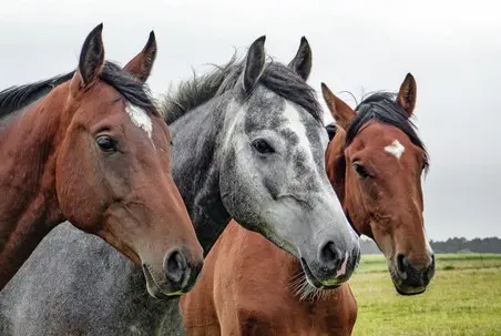 Halter von Pferden benötigen eine Pferdehalterhaftpflicht